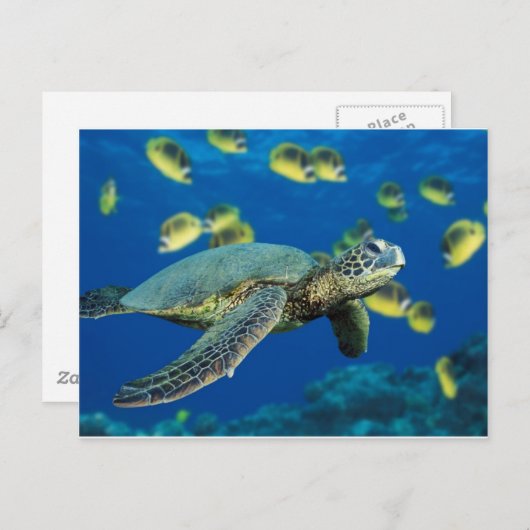 Schildkröte Postkarte (Vorne/Hinten)