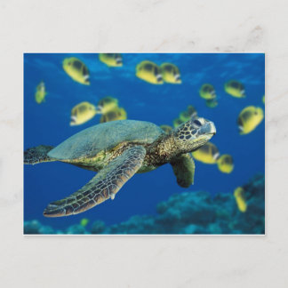 Schildkröte Postkarte