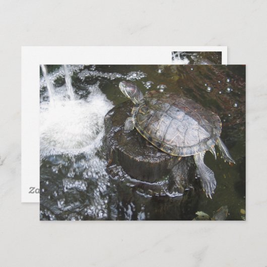 Schildkröte Postkarte (Vorne/Hinten)