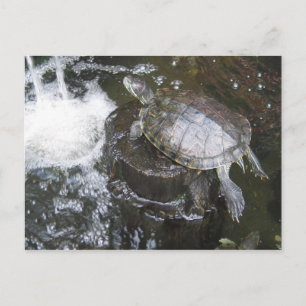 Schildkröte Postkarte