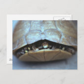Schildkröte Postkarte - Vintages Foto (Vorne/Hinten)
