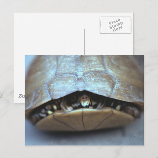 Schildkröte Postkarte - Vintages Foto (Vorne/Hinten)
