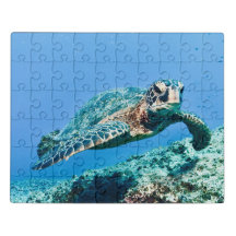 Schildkröte