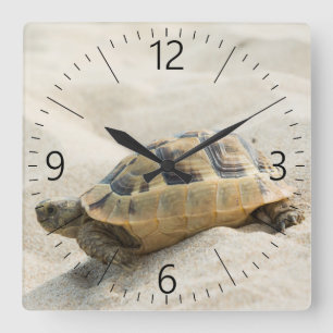 Schildkröte Quadratische Wanduhr