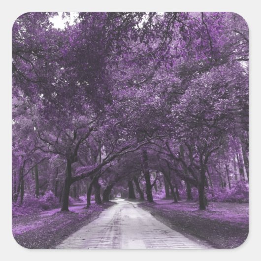 Schildkröte Quadratischer Aufkleber (Vorderseite)