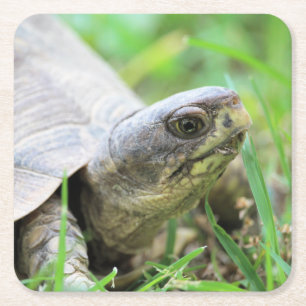 Schildkröte Rechteckiger Pappuntersetzer