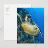 Schildkröte | Rotes Meer Postkarte (Vorne/Hinten)