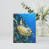 Schildkröte | Rotes Meer Postkarte (Stehend Vorderseite)