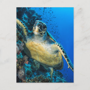 Schildkröte Rotes Meer Postkarte