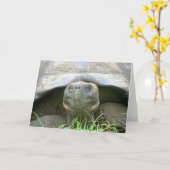 Schildkröte, Santa- Cruzinsel, Galapagos Karte (Gelbe Blume)