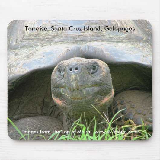 Schildkröte, Santa- Cruzinsel, Galapagos Mousepad (Vorne)