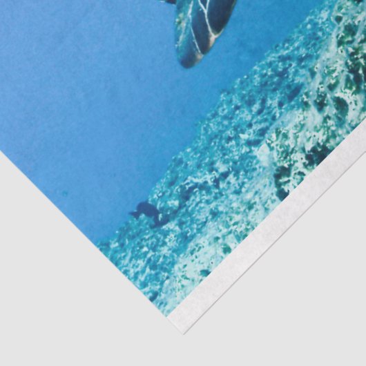 Schildkröte Seidenpapier (Ausschnitt)