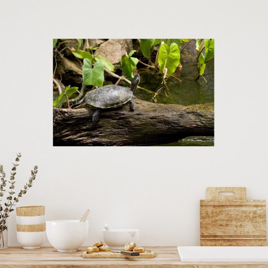 Schildkröte sitzt auf einem Log-Poster Poster (Küche)