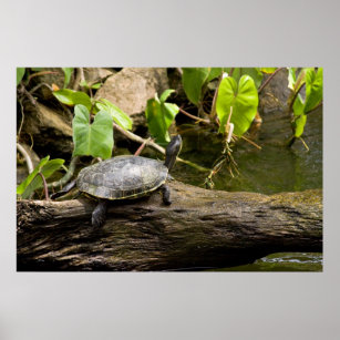 Schildkröte sitzt auf einem Log-Poster Poster