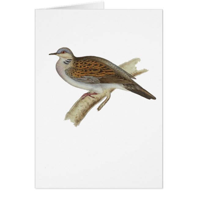 Schildkröte-Taube (Vorne)