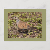 Schildkröte-Taube Postkarte (Vorderseite)