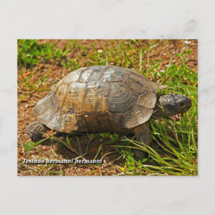Schildkröte. Testudo Hermanni Hermanni, Griechenla Postkarte