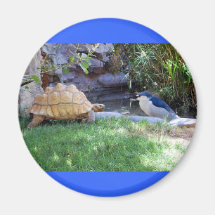 Schildkröte und blaue Jay-Freunde Magnet
