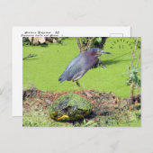 Schildkröte und Heron South Carolina Postkarte (Vorne/Hinten)