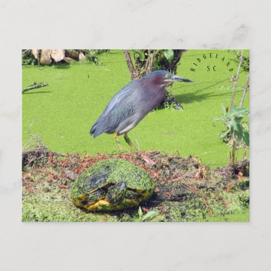 Schildkröte und Heron South Carolina Postkarte (Vorderseite)