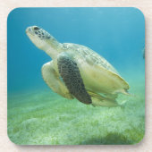 Schildkröte Untersetzer (Vorderseite)