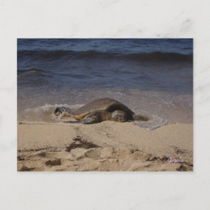 Schildkröte von Oahu Postkarte