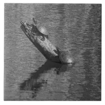 Schildkröte-Zeit setzt zwei Keramik-der Fliese