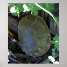 Schildkröte zwischen Grünpflanzen
