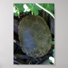 Schildkröte zwischen Grünpflanzen
