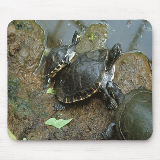 SchildkröteMausunterlage Mousepad (Vorne)