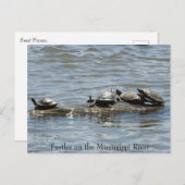 Schildkröten auf einem Rundgang auf dem Mississipp Postkarte (Vorne/Hinten)