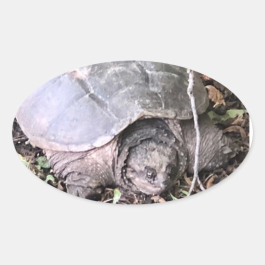 Schildkröten-Aufkleber Ovaler Aufkleber (Vorderseite)