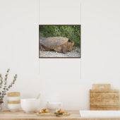 Schildkröten-Foto-Poster Poster (Küche)