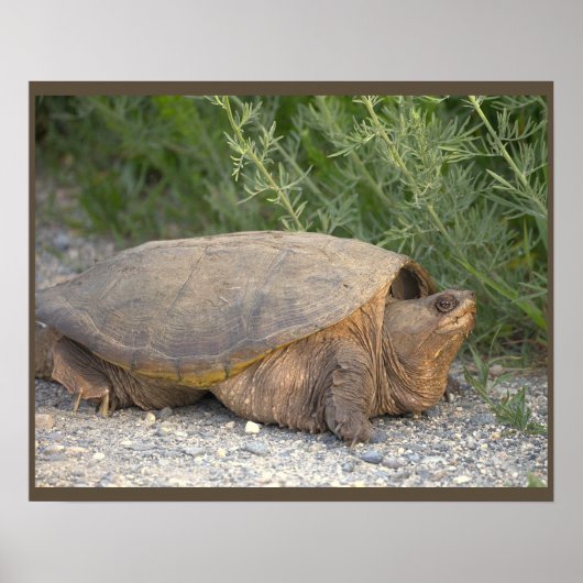 Schildkröten-Foto-Poster Poster (Vorne)
