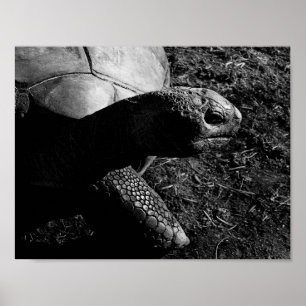 Schildkröten-Fotografie in Schwarz-Weiß Poster