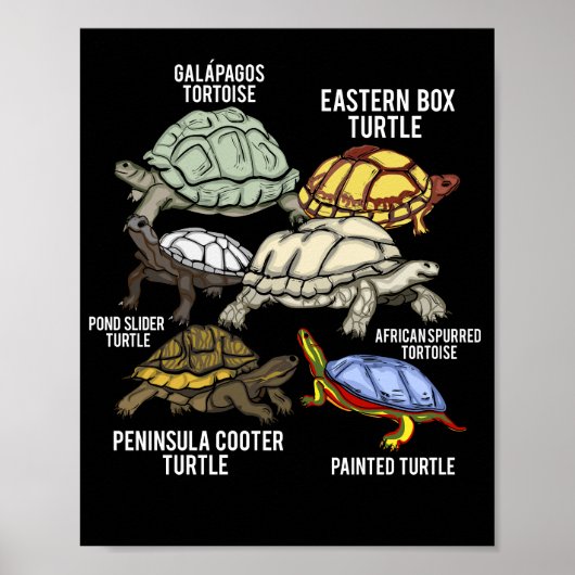 Schildkröten Galapagos Tortoise Art Schildkröte Poster (Vorne)