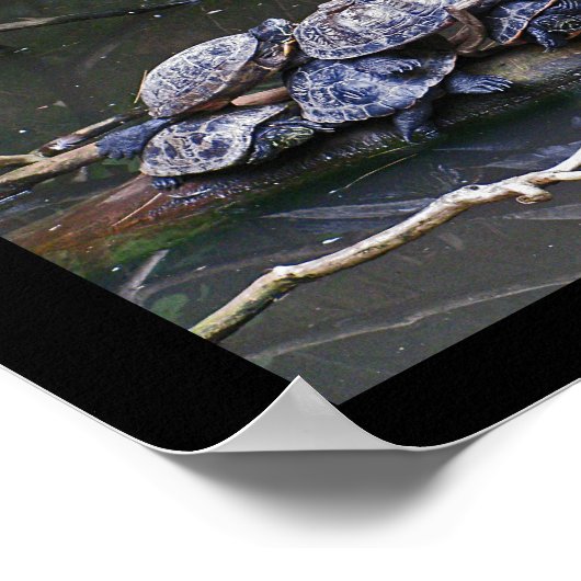 Schildkröten heben poster (Ecke)