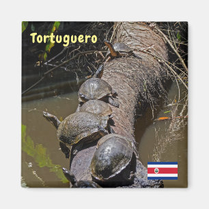 Schildkröten im Tortuguero Nationalpark - Costa Ri Magnet