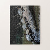 Schildkröten im Tortuguero Nationalpark - Costa Ri Puzzle (Vertikal)