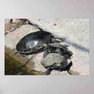 Schildkröten in einem Foto Poster