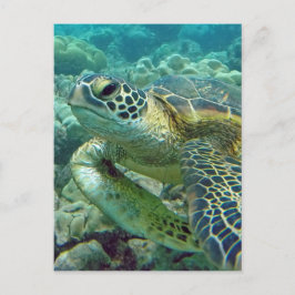 Schildkröten in Hawaii Postkarte