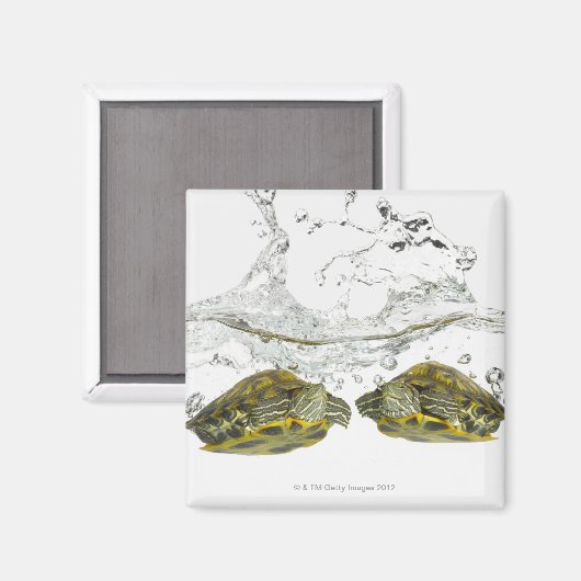 Schildkröten Magnet (Vorderseite/Rückseite)