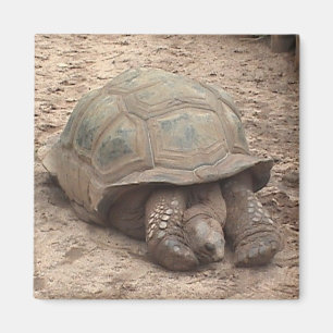 Schildkröten-Magnet Magnet