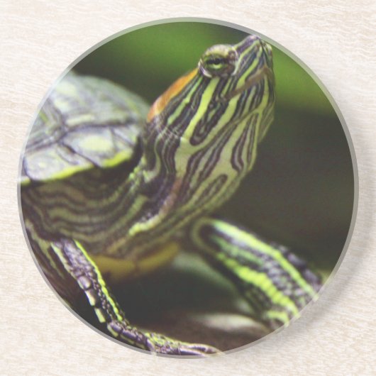 Schildkröten-nahes hohes sandstein untersetzer (Vorne)