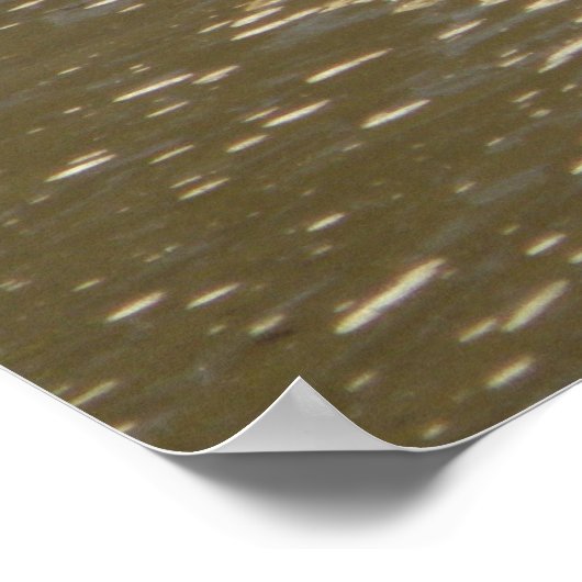 Schildkröten Poster (Ecke)