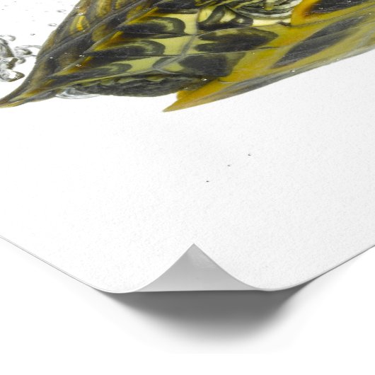 Schildkröten Poster (Ecke)