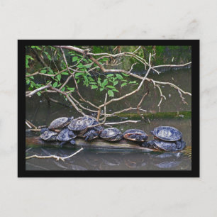 Schildkröten Postkarte