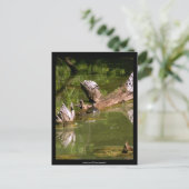 Schildkröten - Postkarte (Stehend Vorderseite)