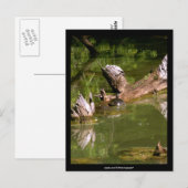 Schildkröten - Postkarte (Vorne/Hinten)