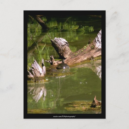 Schildkröten - Postkarte (Vorderseite)